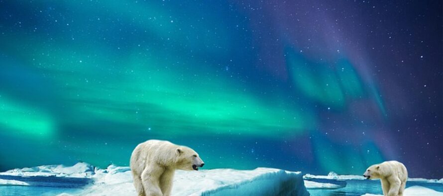 El archipiélago ruso de Nueva Zembla sufre una “invasión” de osos polares por el cambio climático